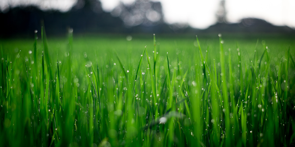 green-grass-watered