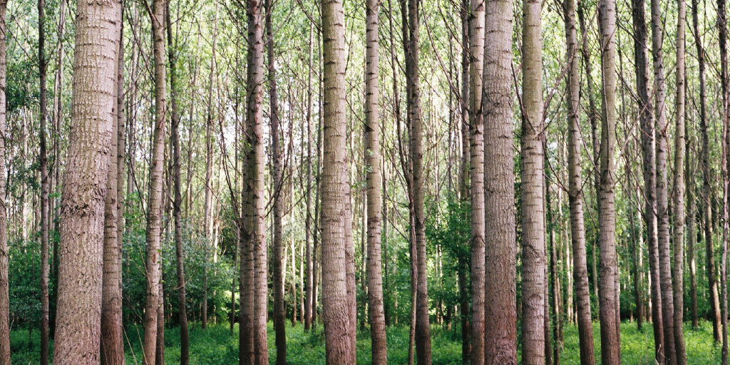 rows of trees representing orderly numbers